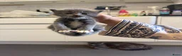 British Shorthair cats for sale: Mixed British blue and Russian blue  - Advert 4