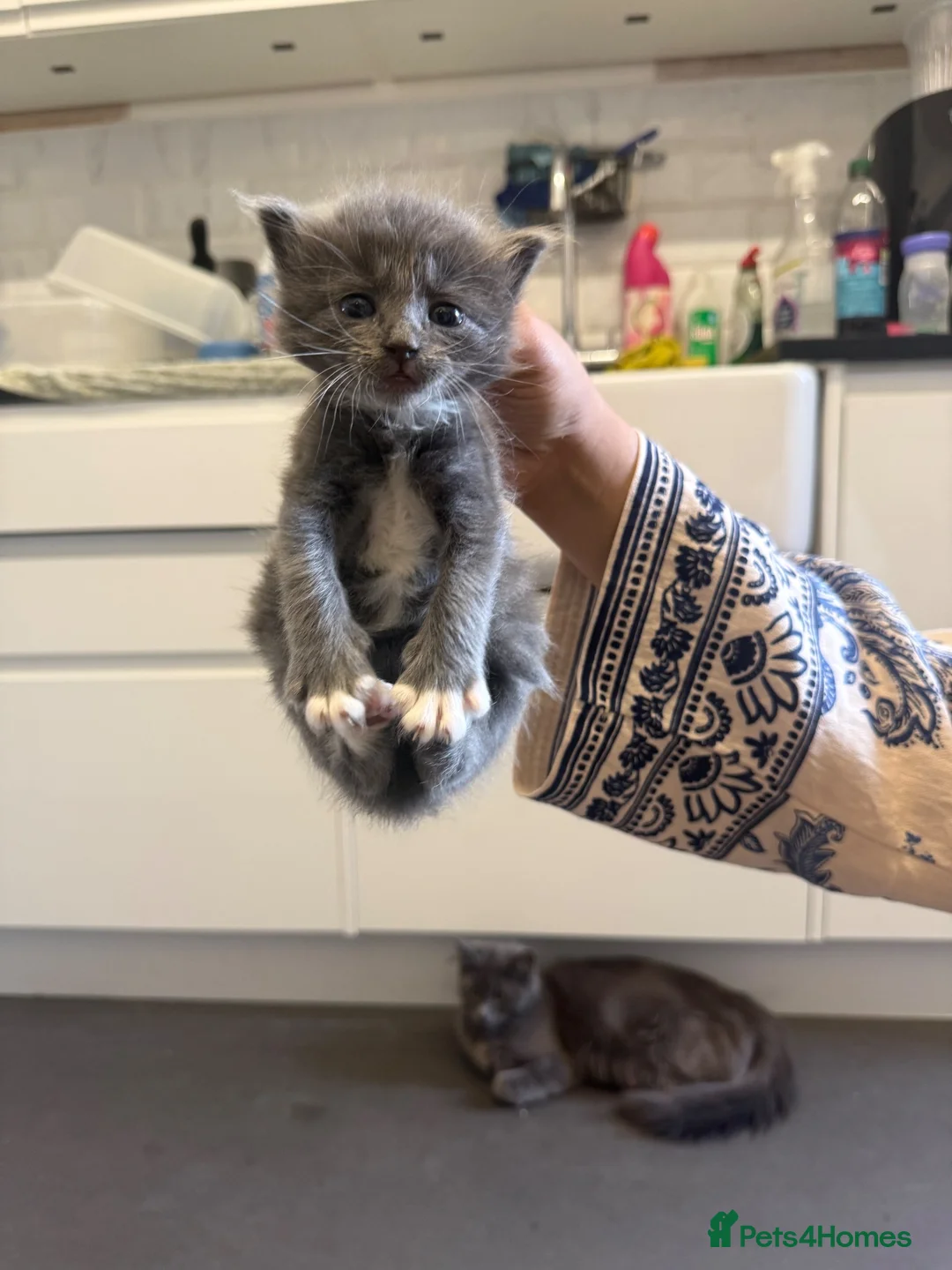 British Shorthair cats for sale: Mixed British blue and Russian blue  - Advert 4