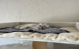 Scottish Fold cats for sale: Scottish Kittens – Fold & Straight – Ready Now - Image 34