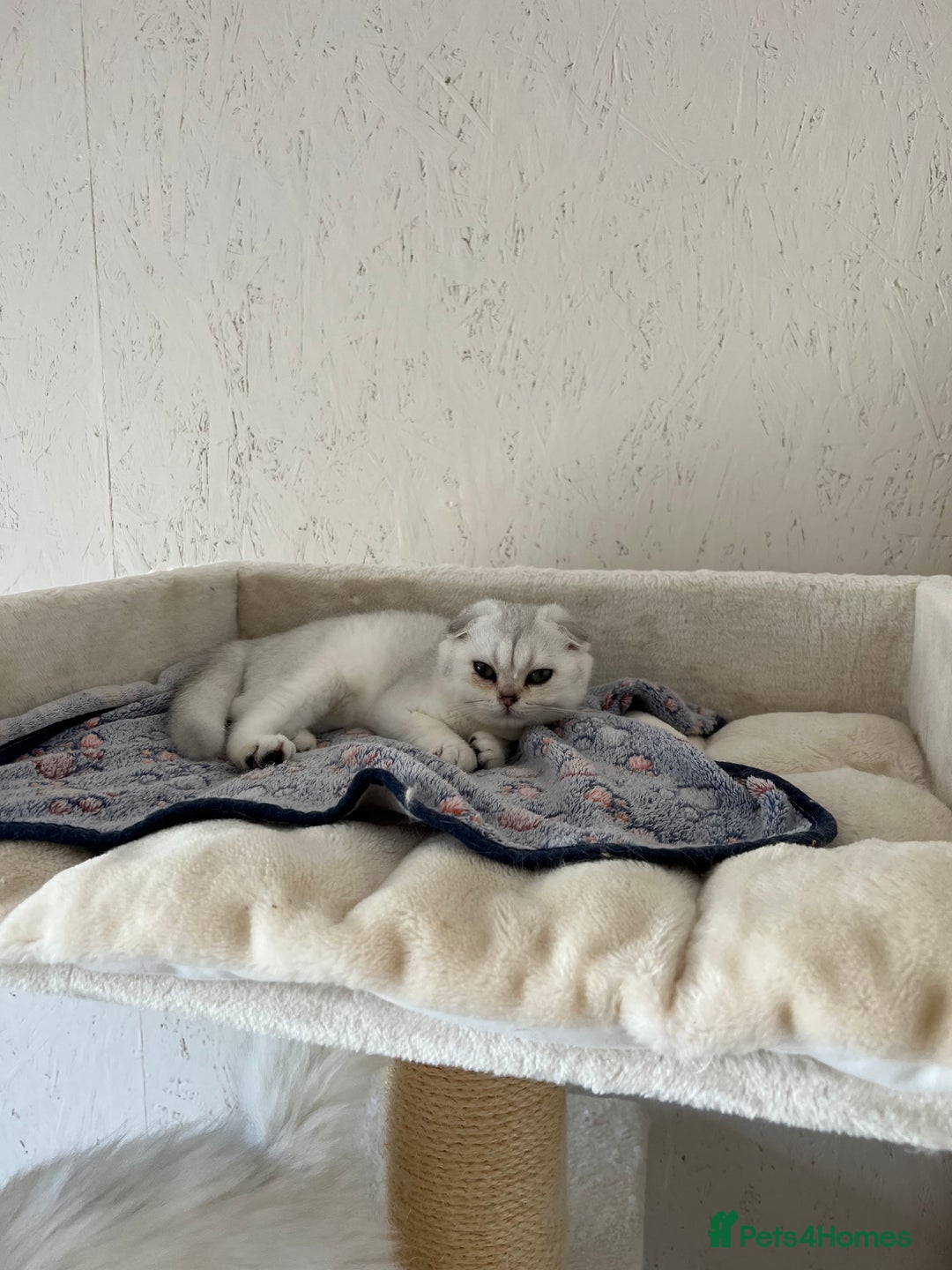 Scottish Fold cats for sale: Scottish Kittens – Fold & Straight – Ready Now - Image 34