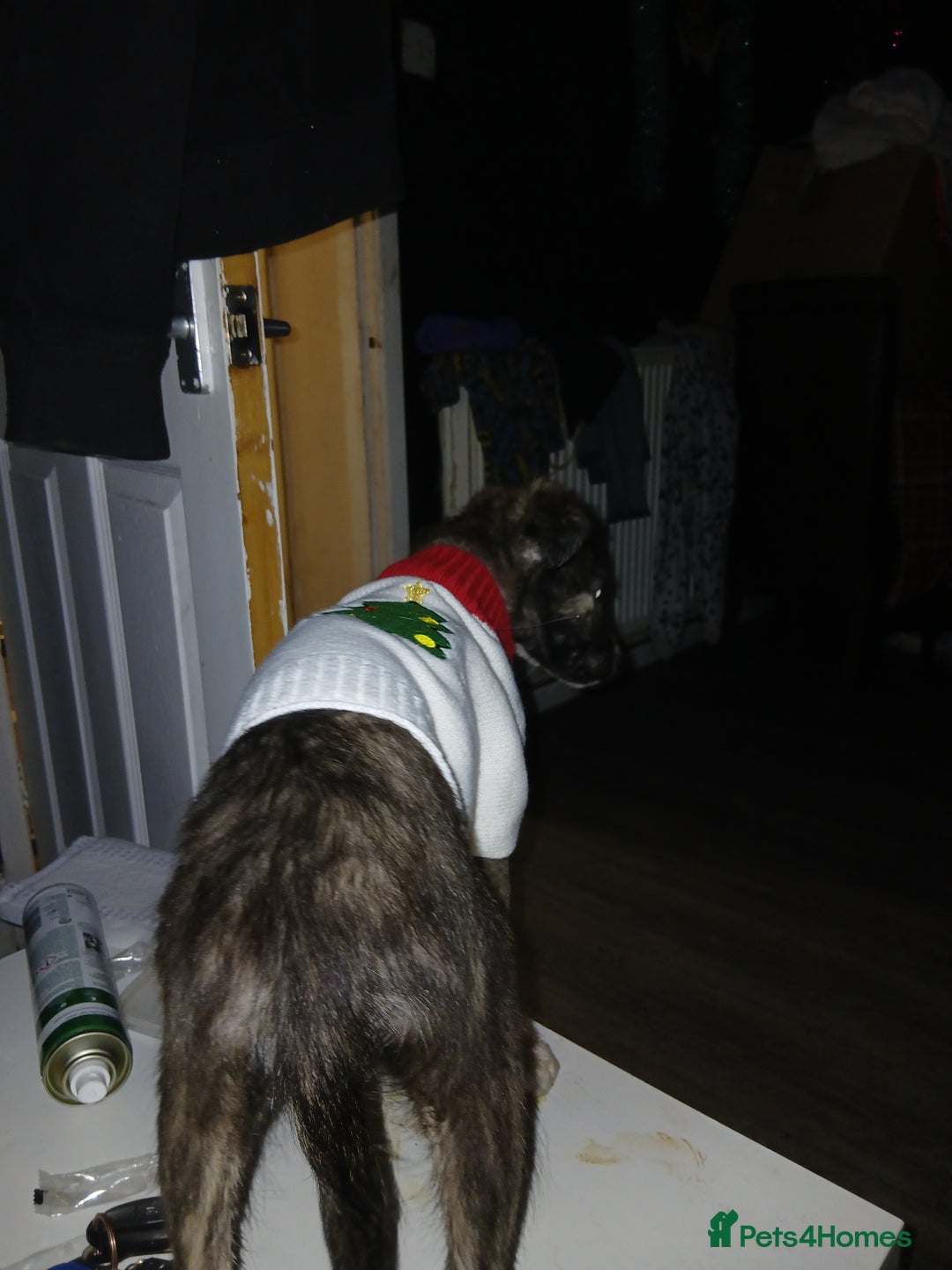 Lurcher dogs for sale: Female lurcher 14 weeks  - Advert 2