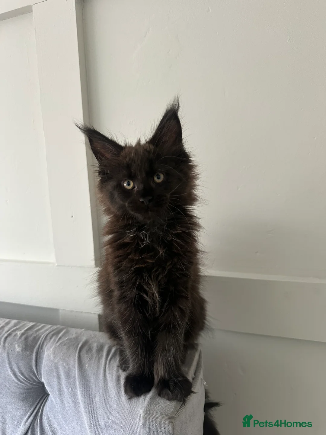 Maine Coon cats for sale: Maincoon kitten - Advert 7