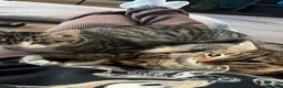 Mixed Breed cats for sale: PAIR OF KITTENS- Must go together  in Peterborough - Advert 8