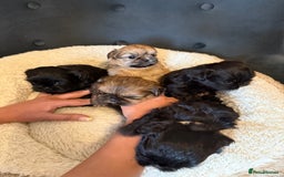 Shih Tzu dogs for sale: Shih Tzu - Image 1