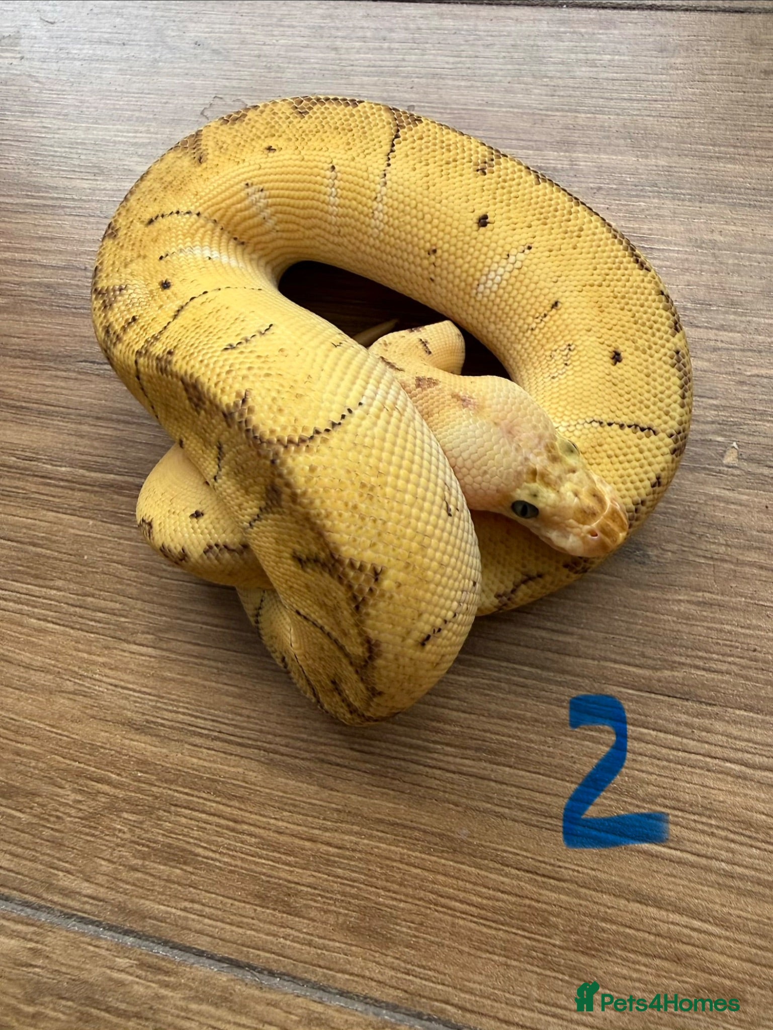 Snake reptiles Royal/ball python  - Advert 11