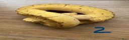 Snake reptiles for sale: Royal/ball python  - Advert 2