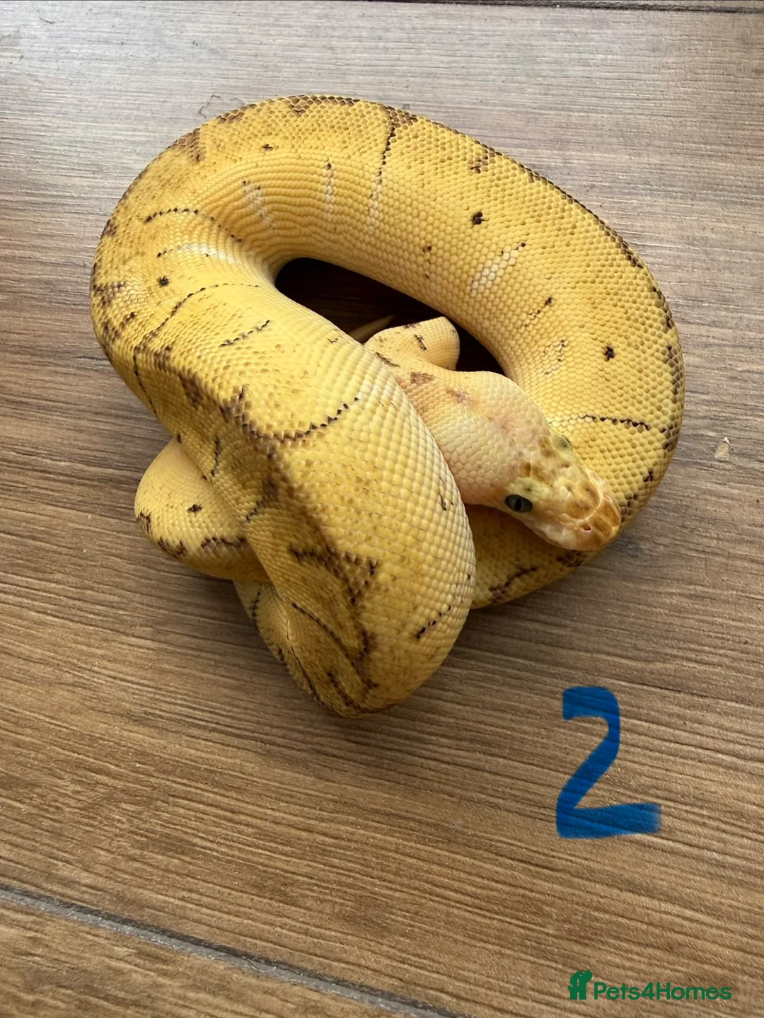Snake reptiles for sale: Royal/ball python  - Advert 2