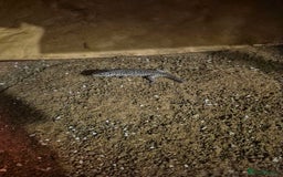 Lizard reptiles for sale: Jeweled leserta  - Image 4