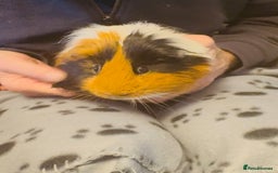 Guinea Pig rodents for sale: Guinea Pigs for Sale - Image 3
