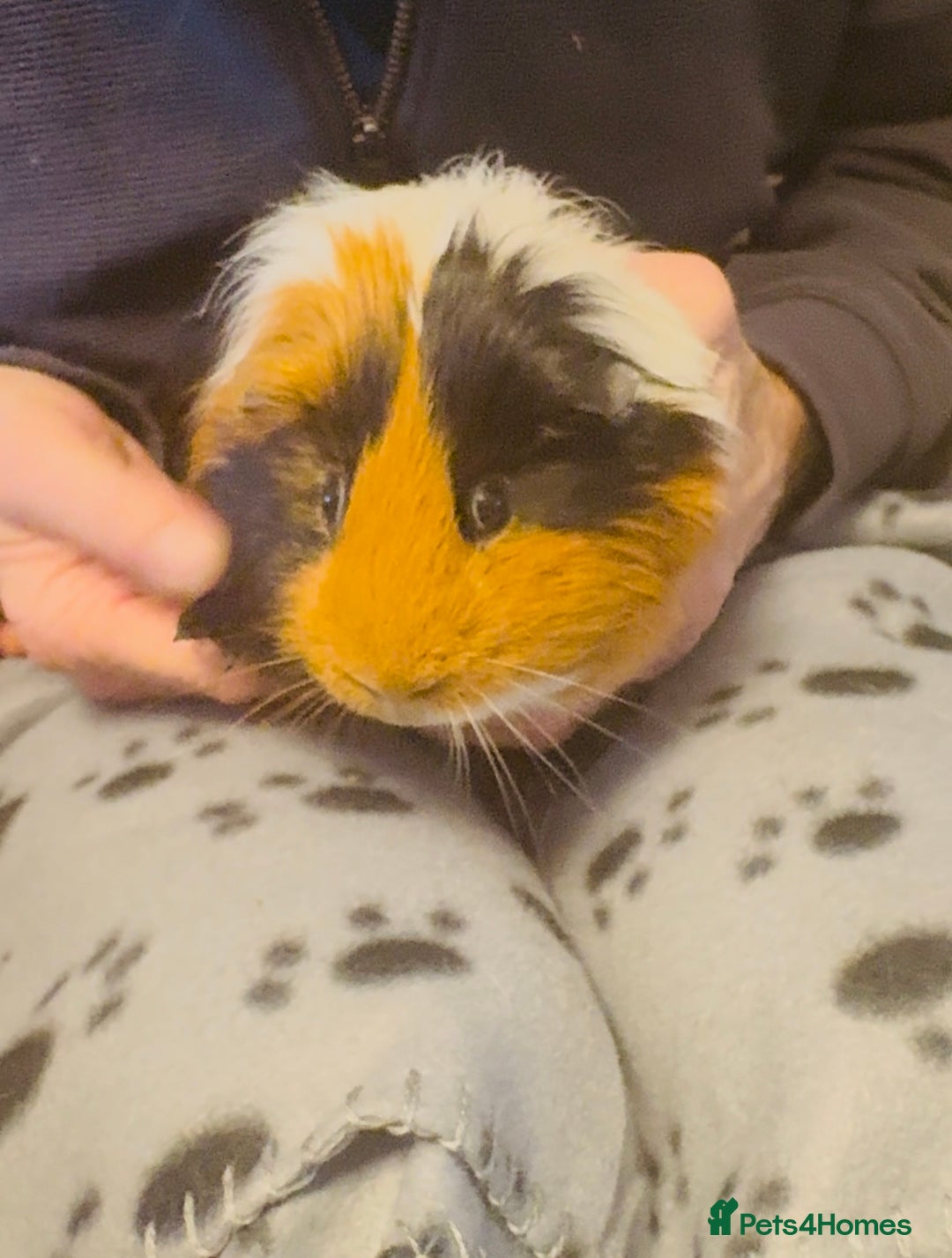 Guinea Pig rodents for sale: Guinea Pigs for Sale - Image 3
