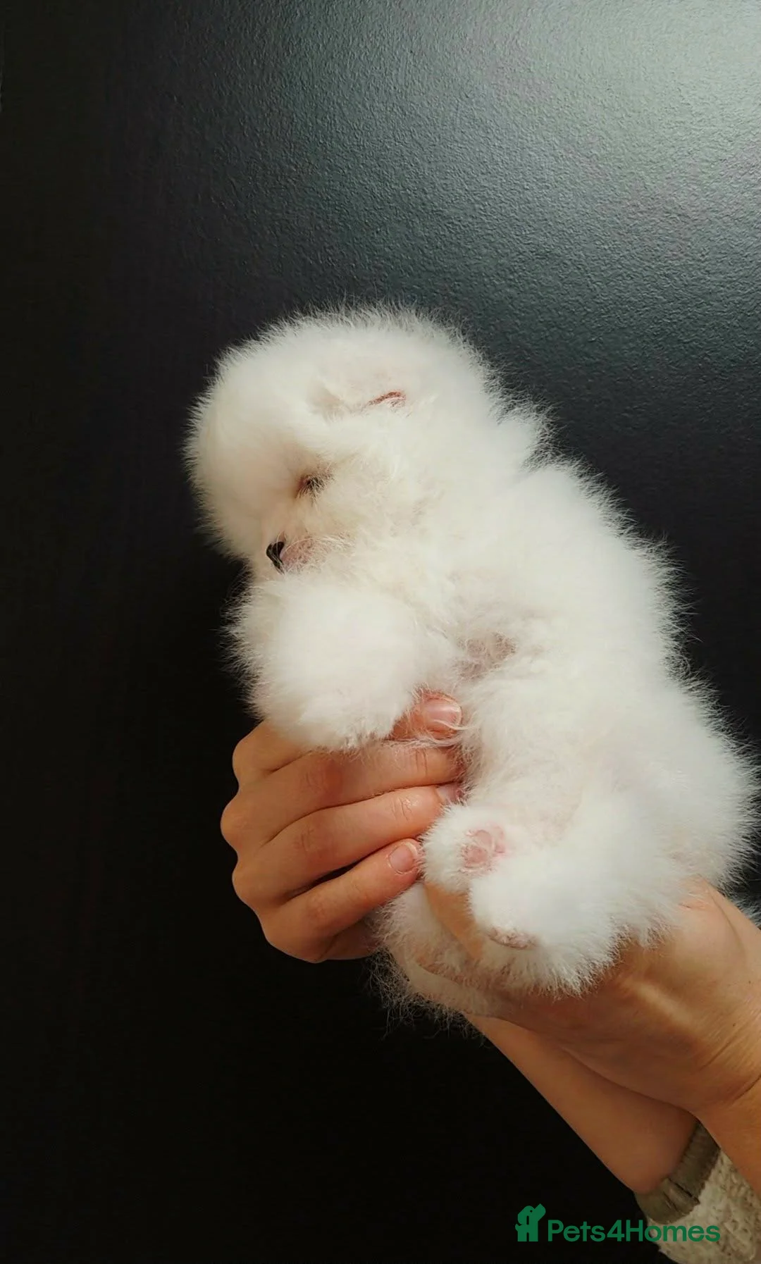 Pomeranian dogs for sale: ❗️REDUCED Stunning Teddy type KC Pomeranian Boy - Advert 17