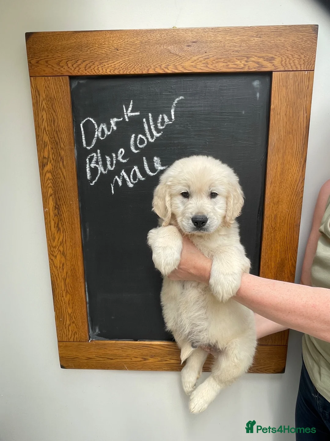 Golden Retriever dogs for sale: Wonderful Golden retriever puppies  - Advert 13