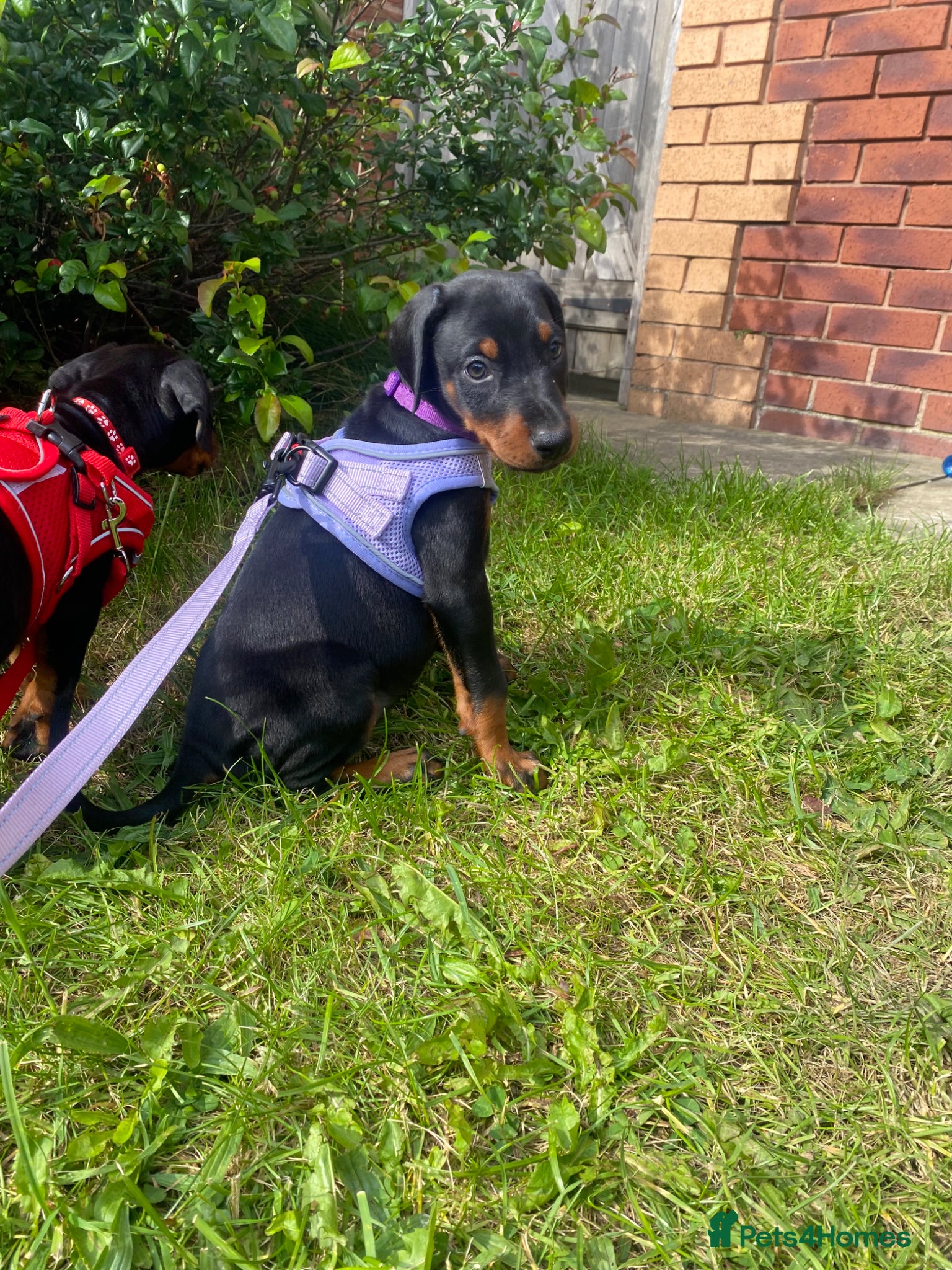 Dobermann dogs Ready 28th May Kc Health tested Black & Tan girls  - Advert 4