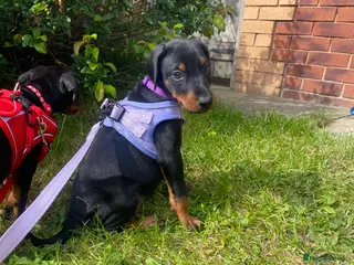 Dobermann dogs Ready 28th May Kc Health tested Black & Tan girls - Advert 4
