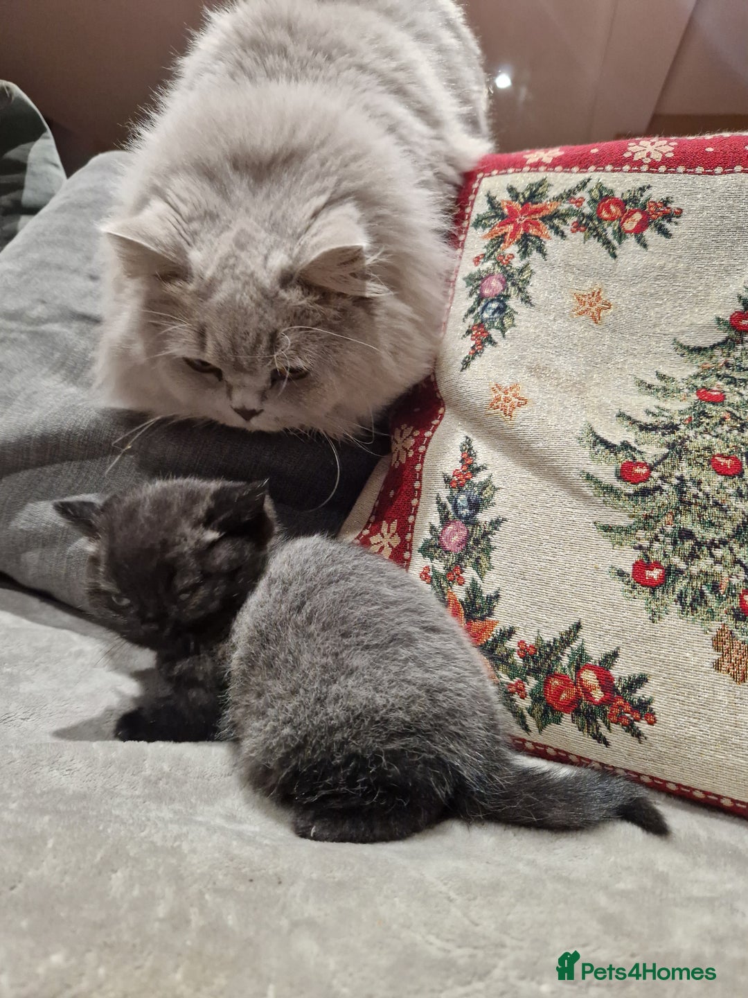 British Shorthair cats for sale: British Shorthair Kittens - Advert 10
