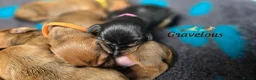 Dachshund dogs for sale: Standard Dachshund KC registered puppies - Advert 3
