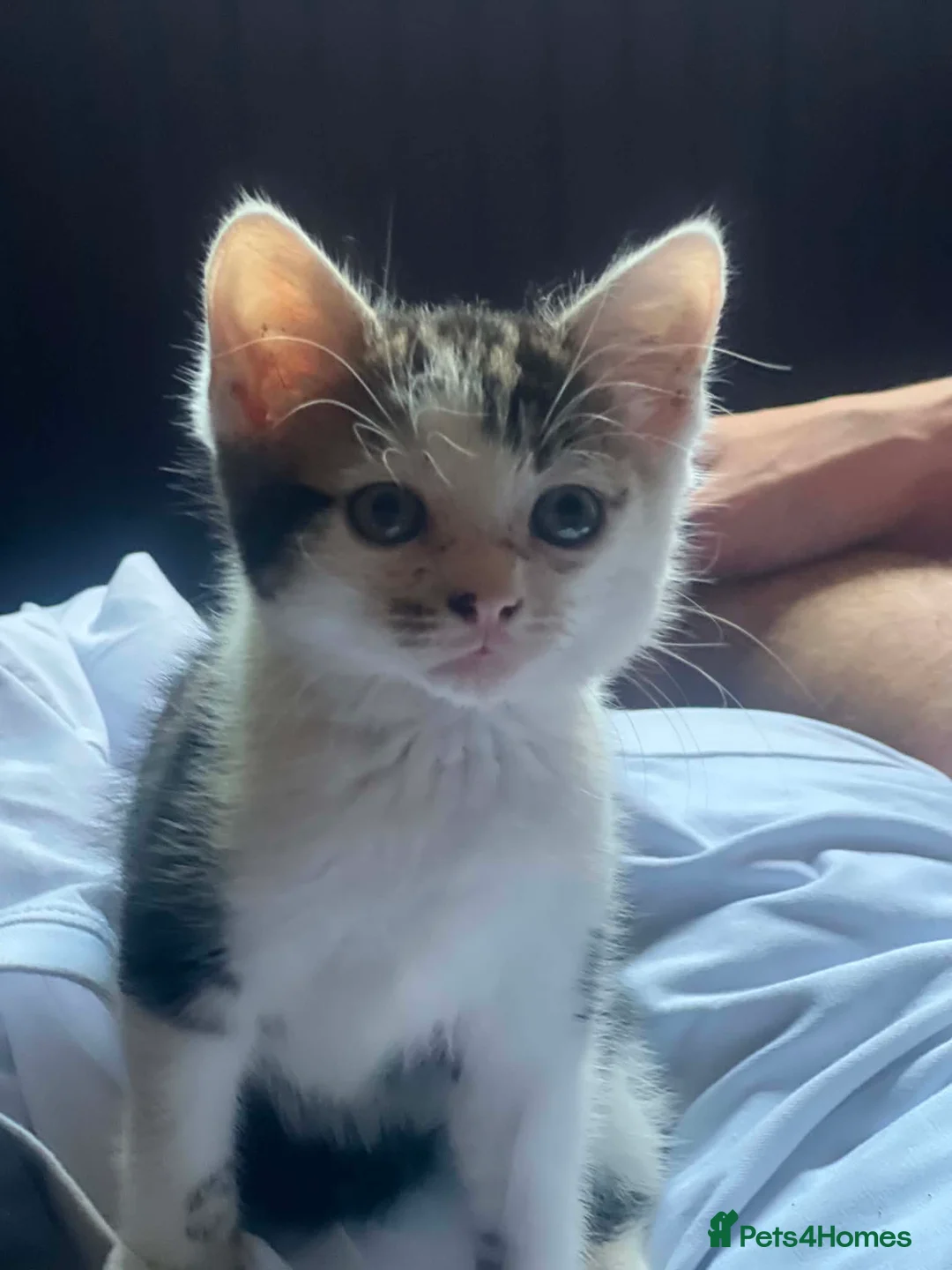 Mixed Breed cats for sale: 4 beautiful kittens  in Carlisle - Advert 5