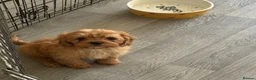 Cavapoo dogs for sale: Tiny toy cavapoos  - Advert 6