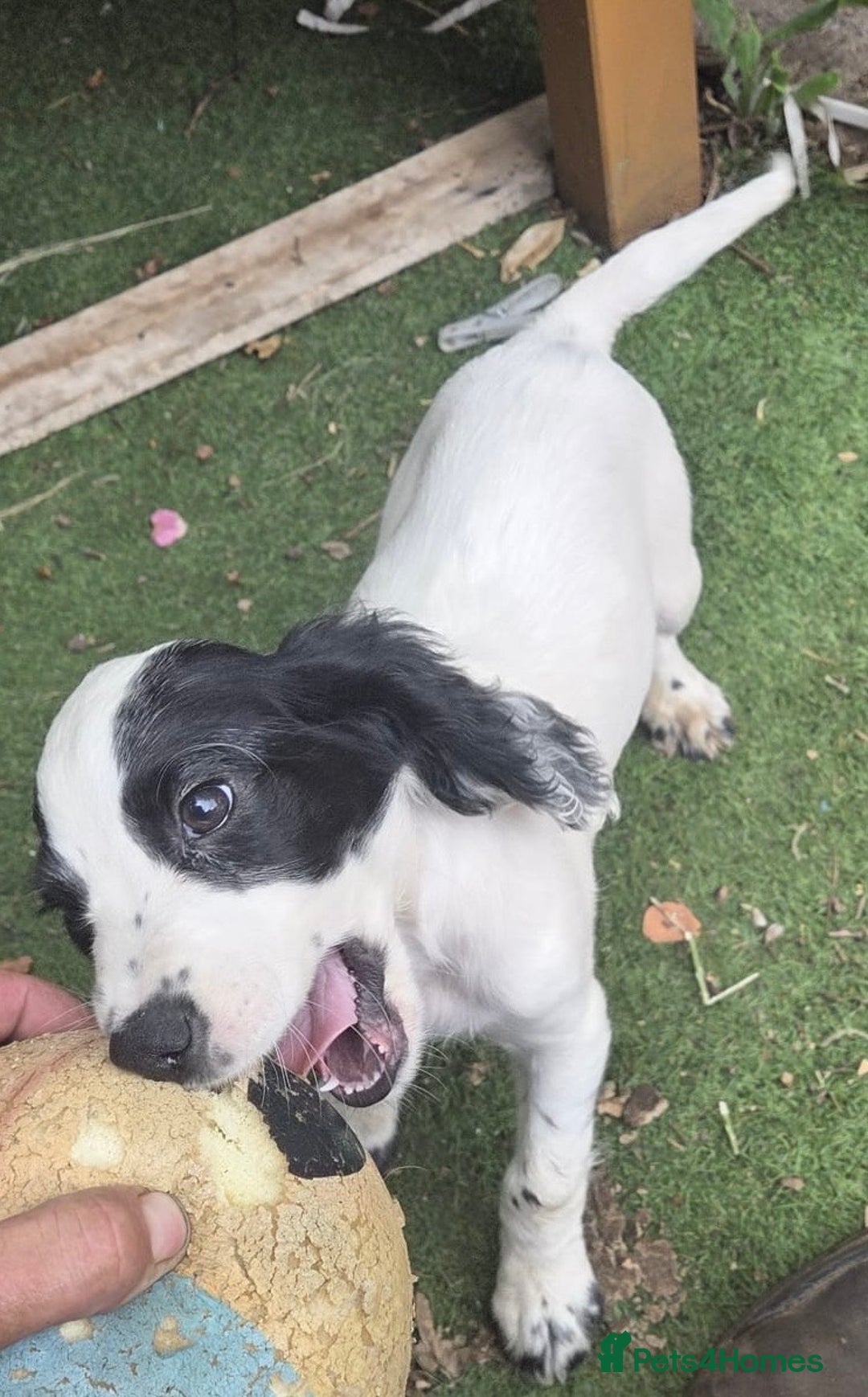 Cocker Spaniel dogs for sale: Cocker spaniel male puppies - Image 2