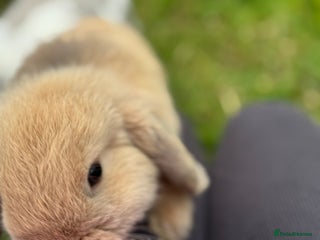 Mini Lop rabbits Mini lops for sale, 8 month old. - Advert 1