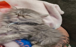 Persian cats for sale: Persians  - Image 15
