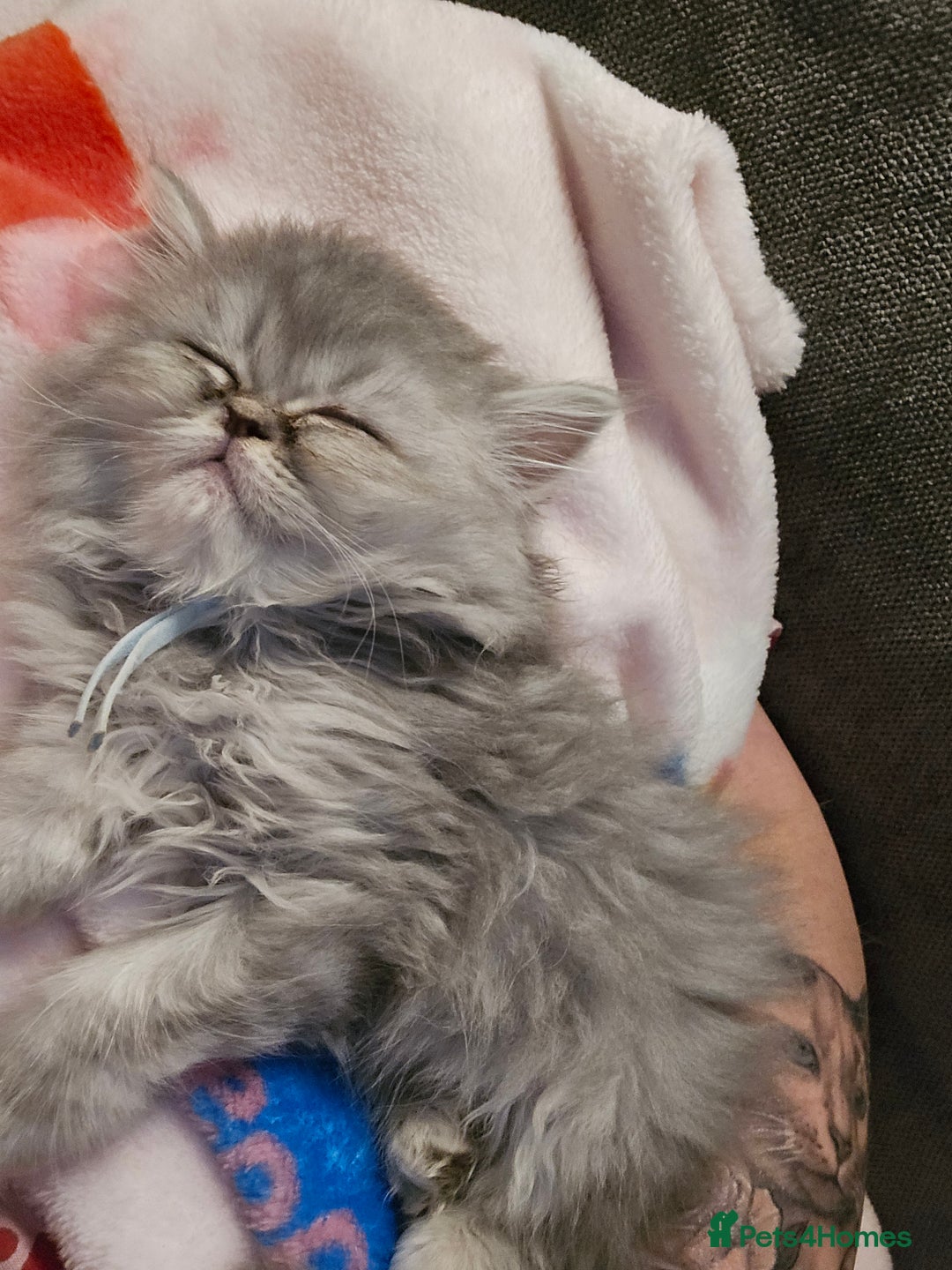 Persian cats for sale: Persians  - Image 15