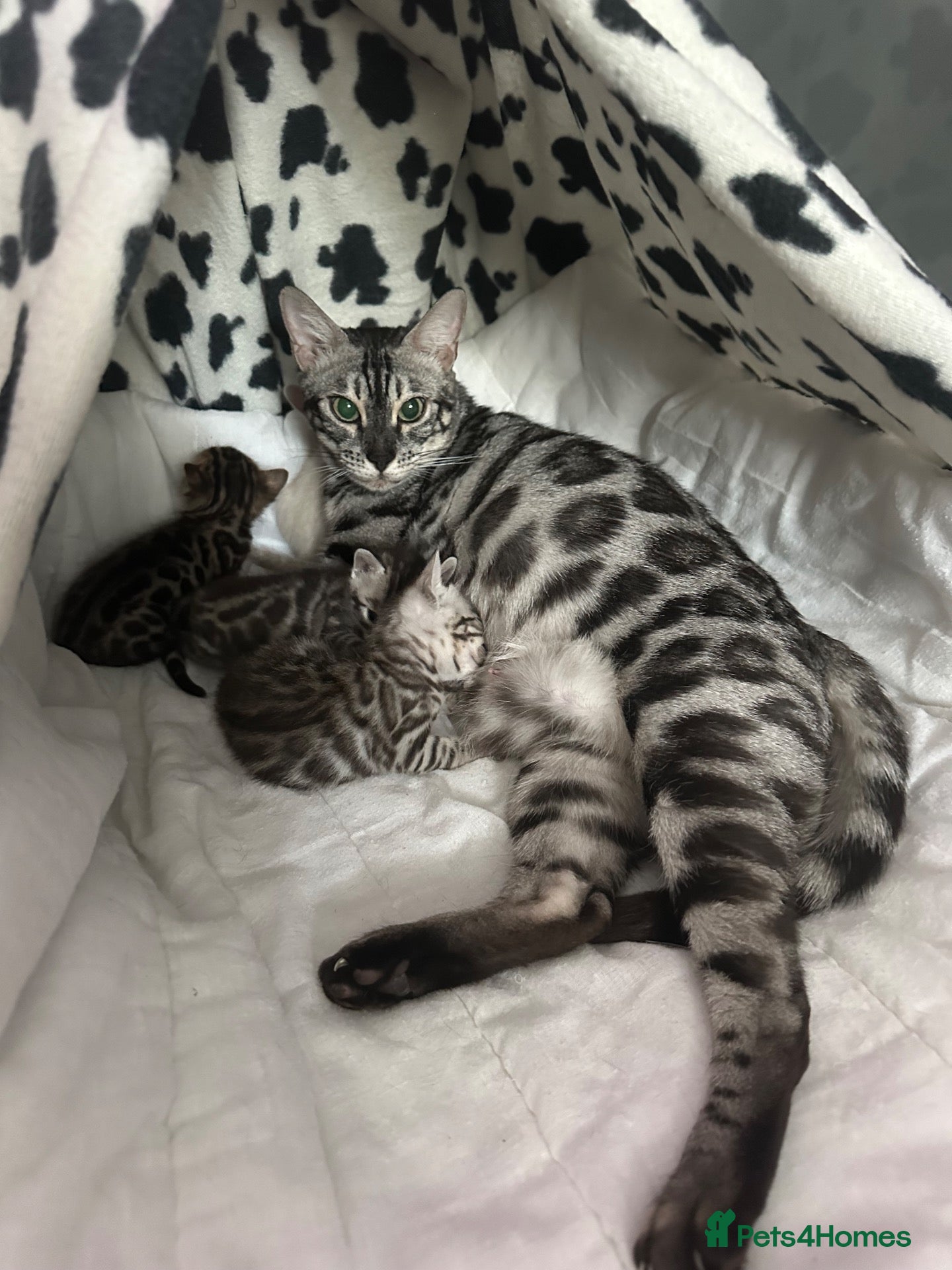 Bengal cats for sale: Stunning silver Girl  - Advert 8