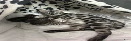 Bengal cats for sale: Stunning silver Girl  - Advert 2