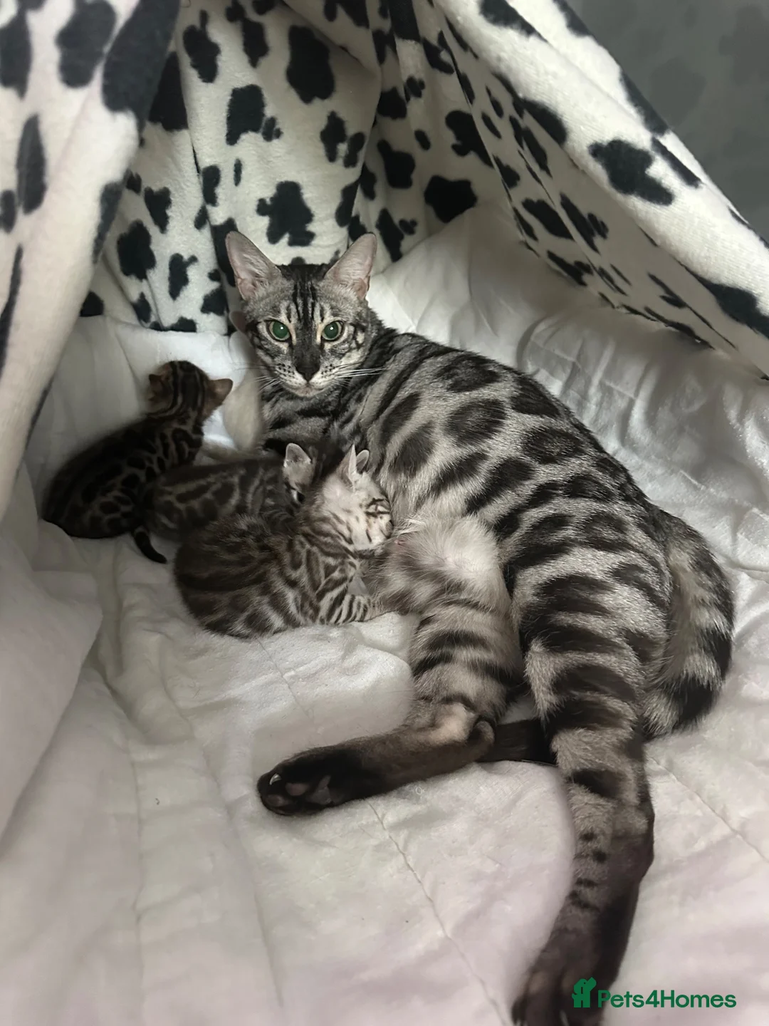 Bengal cats for sale: Stunning silver Girl  - Advert 2