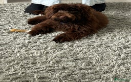 Maltipoo dogs for sale: 6 month old maltipoo  - Image 3
