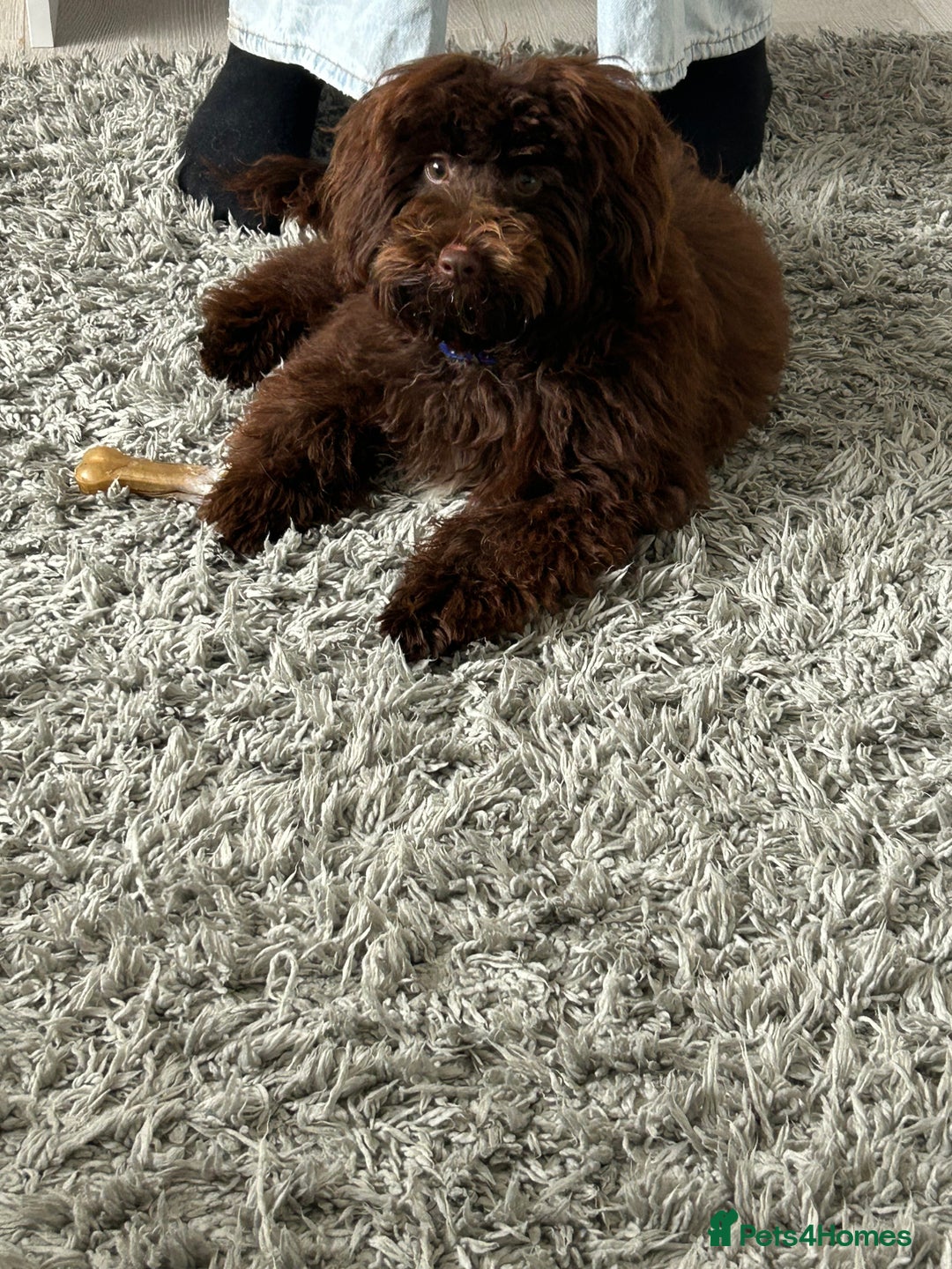 Maltipoo dogs for sale: 6 month old maltipoo  - Image 3