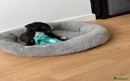 Mixed Breed dogs for sale: Abbd x greyhound puppy - Image 2
