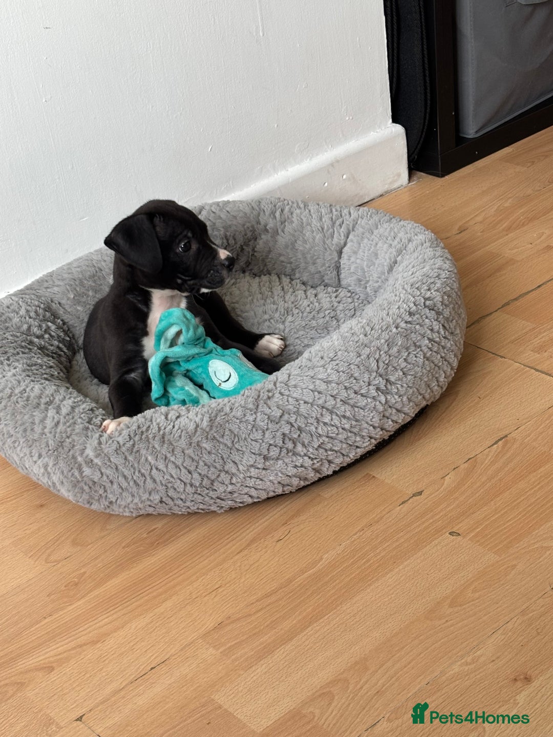 Mixed Breed dogs for sale: Abbd x greyhound puppy - Image 2