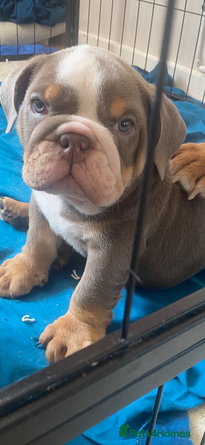 English Bulldog dogs KING 👑🦍 IS READY TO LEAVE ✈️ KC REG 📝 in 🤚 ✅ - Advert 2