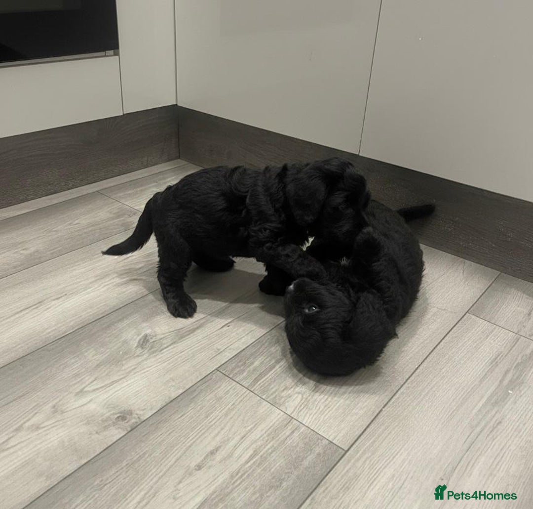 Cockapoo dogs for sale: Cockapoo Puppies - Advert 4