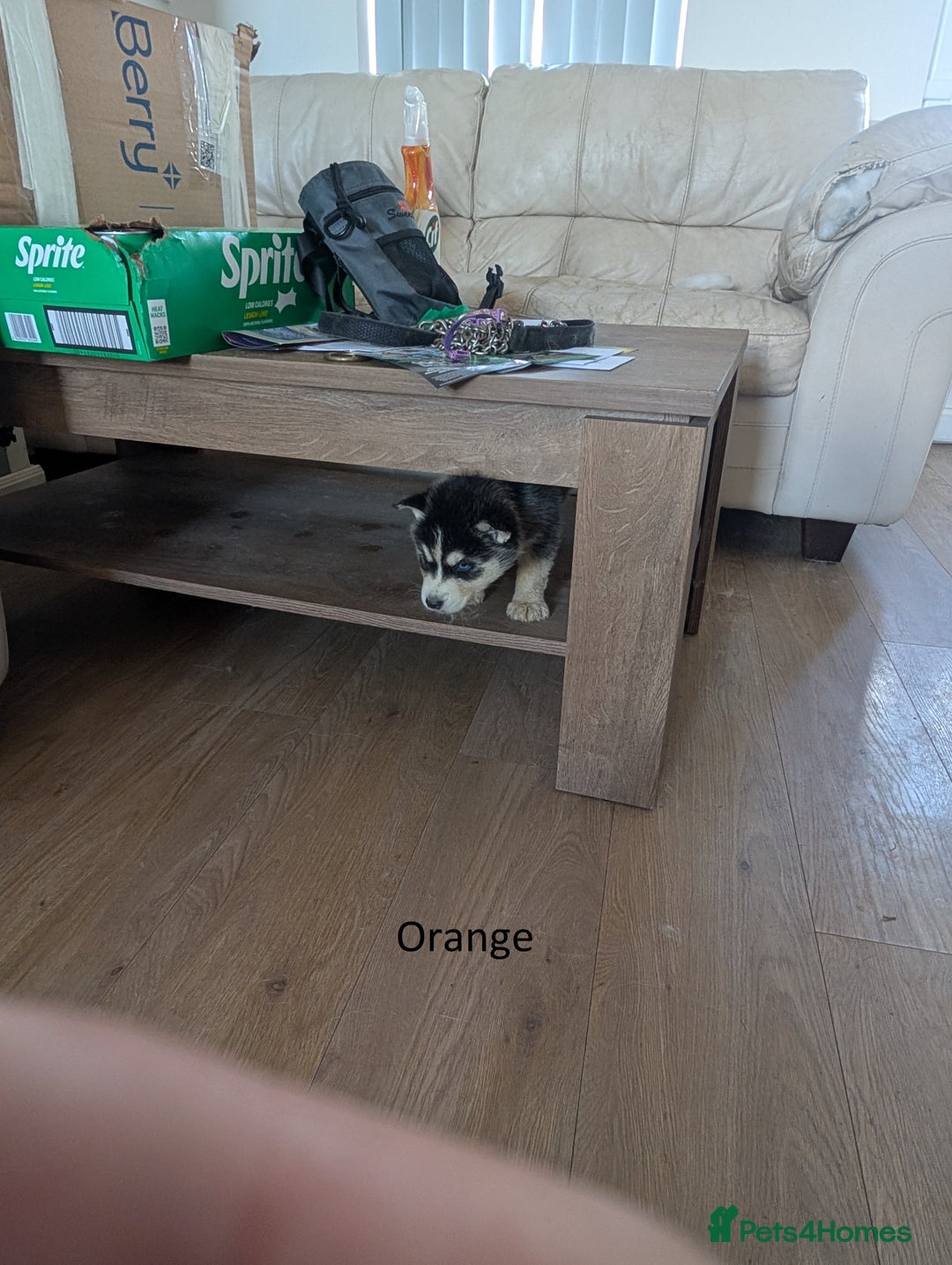 Siberian Husky dogs for sale: 5 Syberrian Husky puppies - Image 21