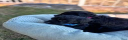 Bordoodle dogs for sale: 🐶😍Gorgeous Borderdoodle Puppies😍🐶 - Advert 16