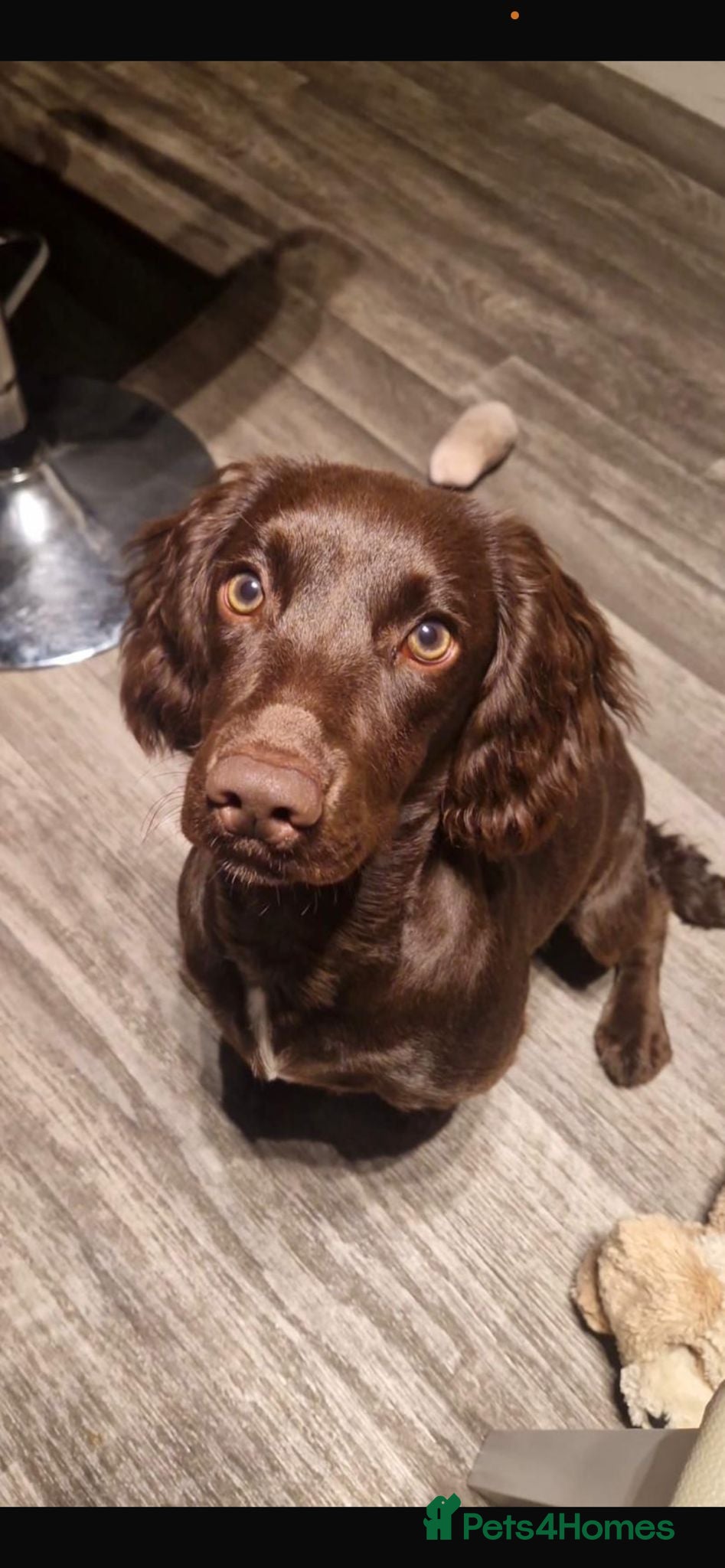 Sprocker dogs 8 month old female Sprocker for sale  - Advert 14