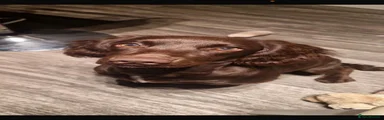 Sprocker 1