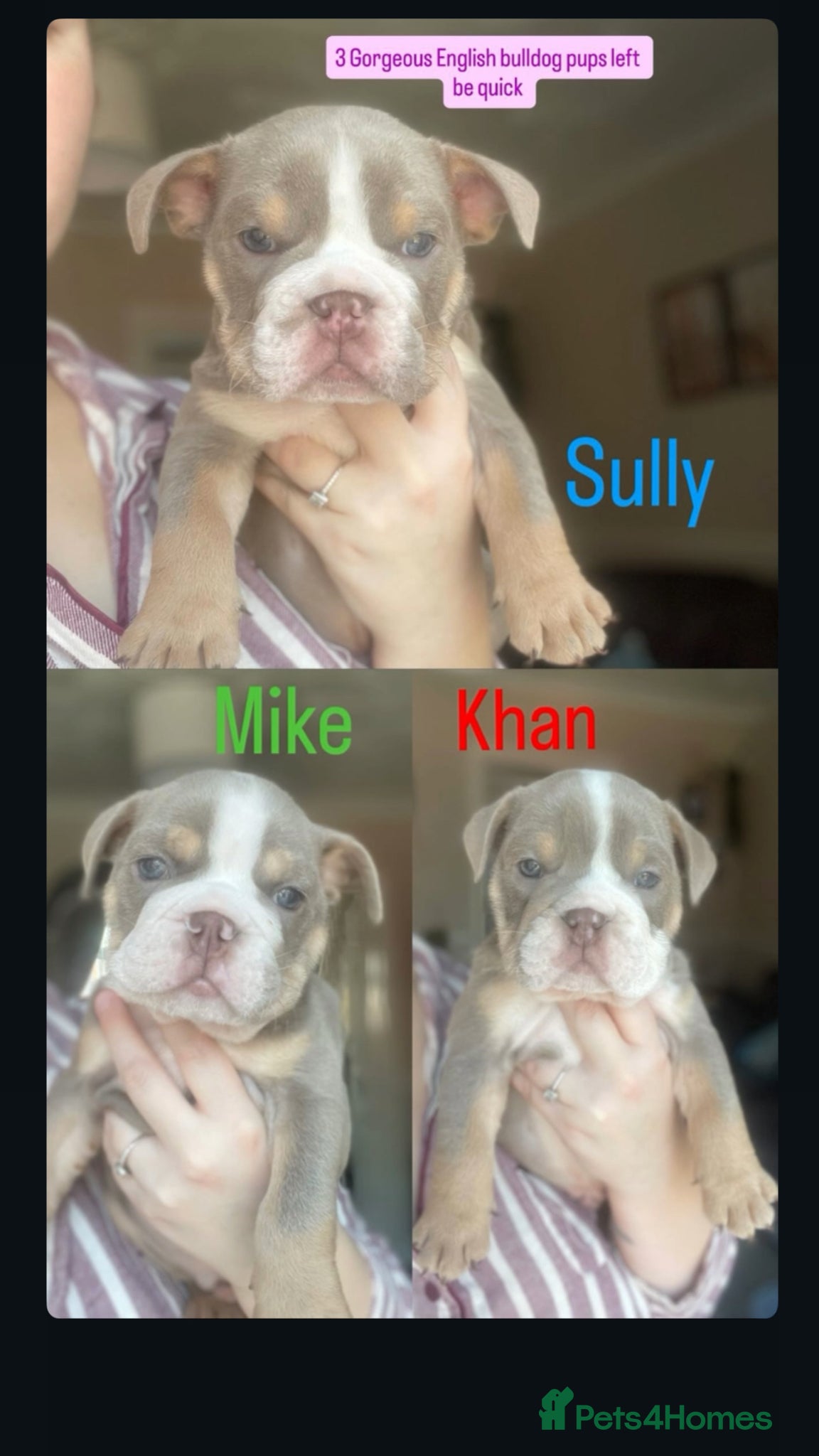 English Bulldog dogs AVAILABLE NOW WE HAVE 3 ENGLISH BULLDOG PUPS LEFT  - Advert 11