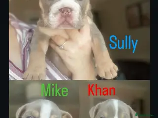 English Bulldog dogs AVAILABLE NOW WE HAVE 3 ENGLISH BULLDOG PUPS LEFT - Advert 11