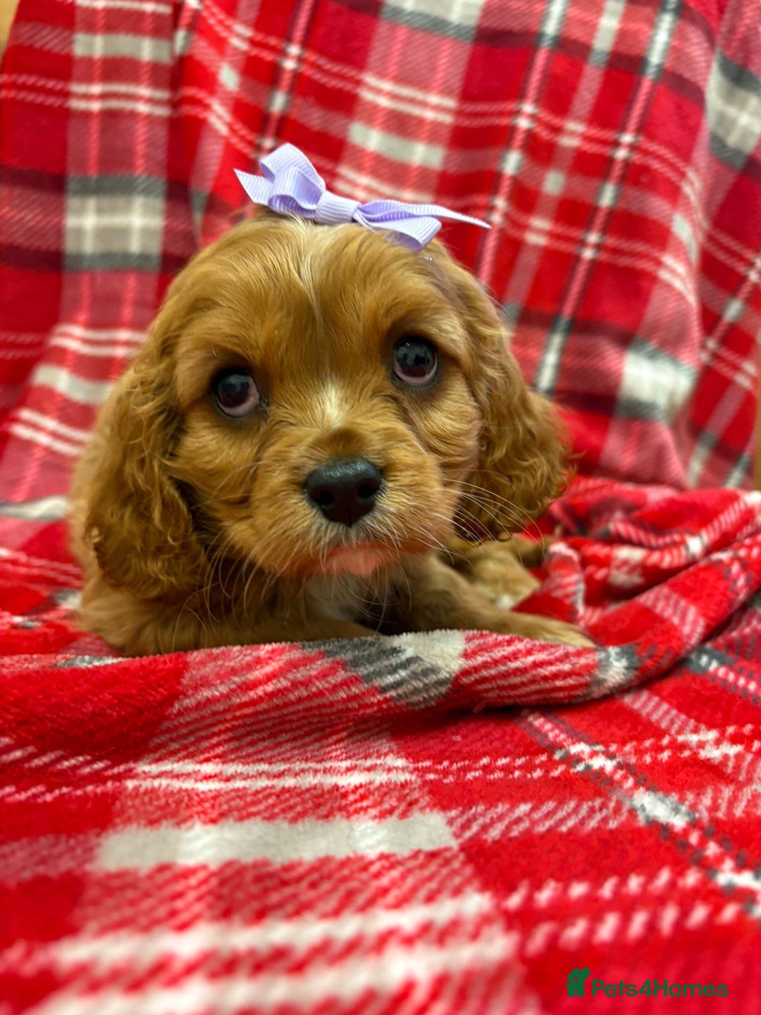 Cavalier King Charles Spaniel dogs for sale: Beautiful Cavalier King Charles babies ❤️ - Advert 6