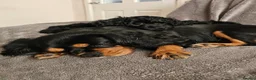 Cavapoo dogs for sale: Health tested F1 Cavapoo puppies - Advert 3