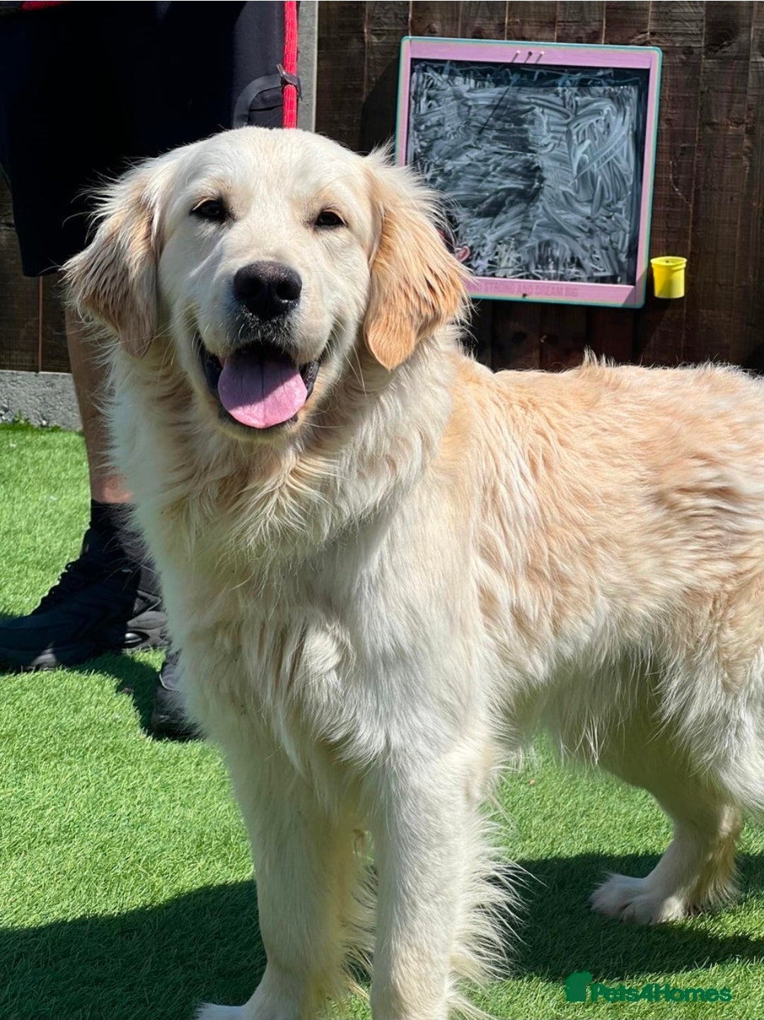 Golden Retriever dogs for sale: Beautiful Male Golden Retriever Puppy for Sale - Advert 8