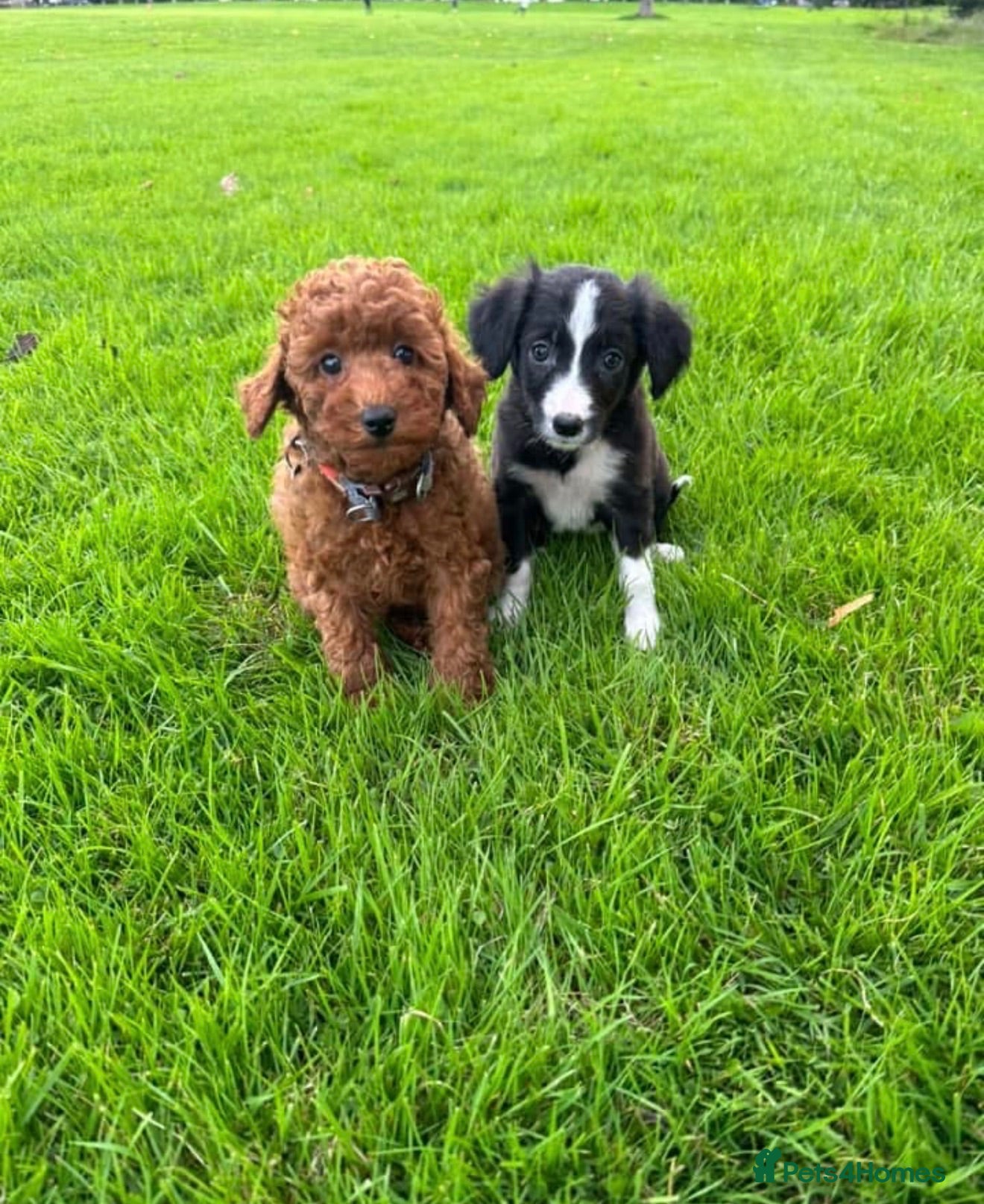 Bordoodle dogs (5 left) Mini borderdoodles  - Advert 2
