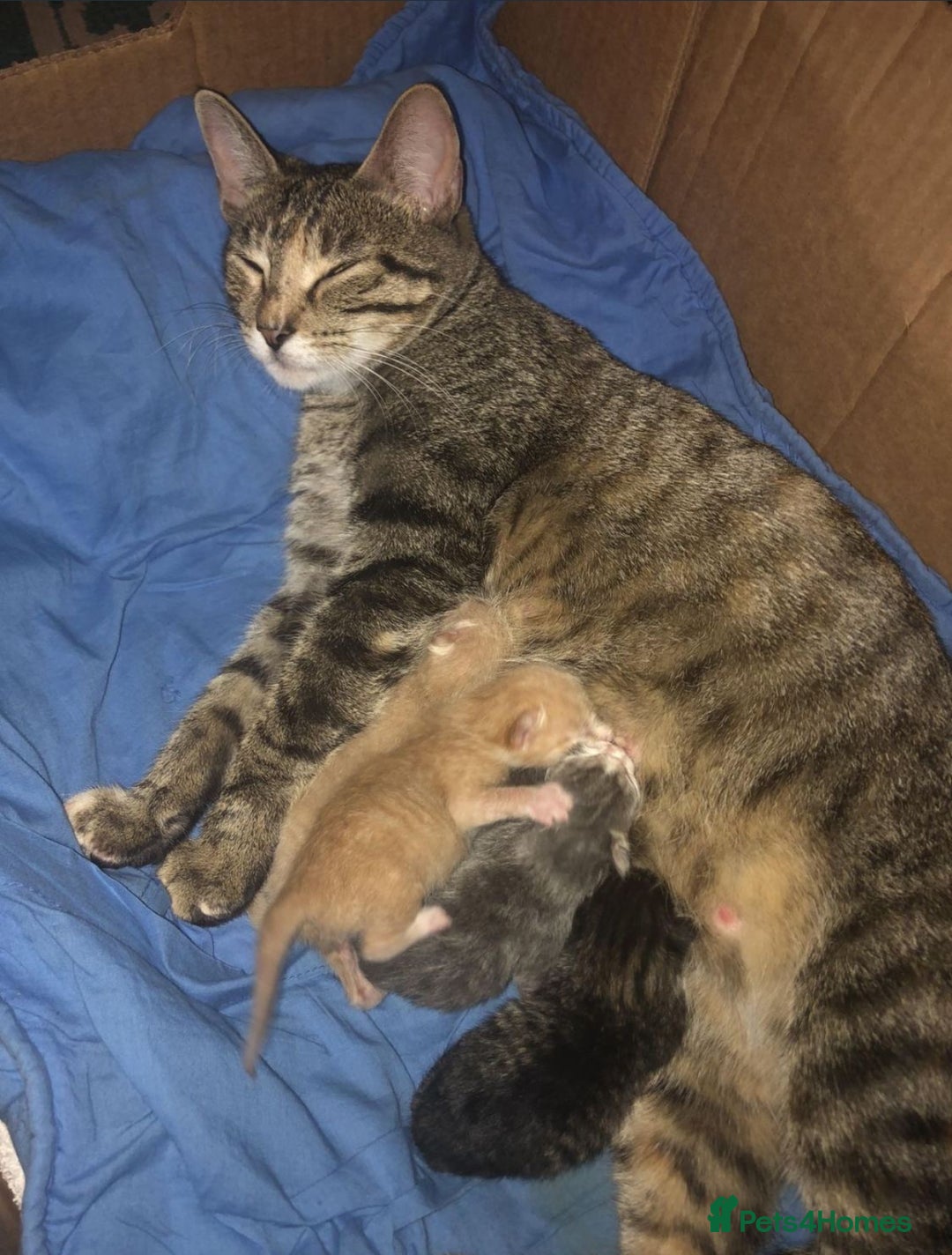 Mixed Breed cats for sale: GORGEOUS THREE MUSKETEERS - Advert 2