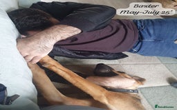 Mixed Breed dogs for adoption: Baxter, 5 yrs old boy. Available for adoption. - Image 23