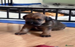Border Terrier dogs for sale: Border terrier pups - Image 4
