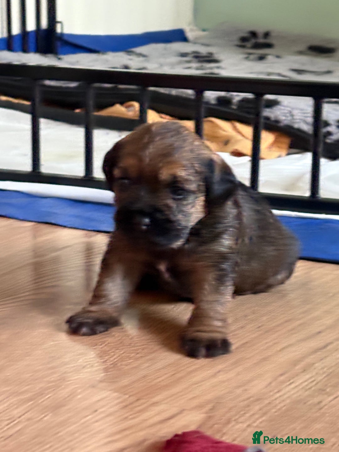Border Terrier dogs for sale: Border terrier pups - Image 4
