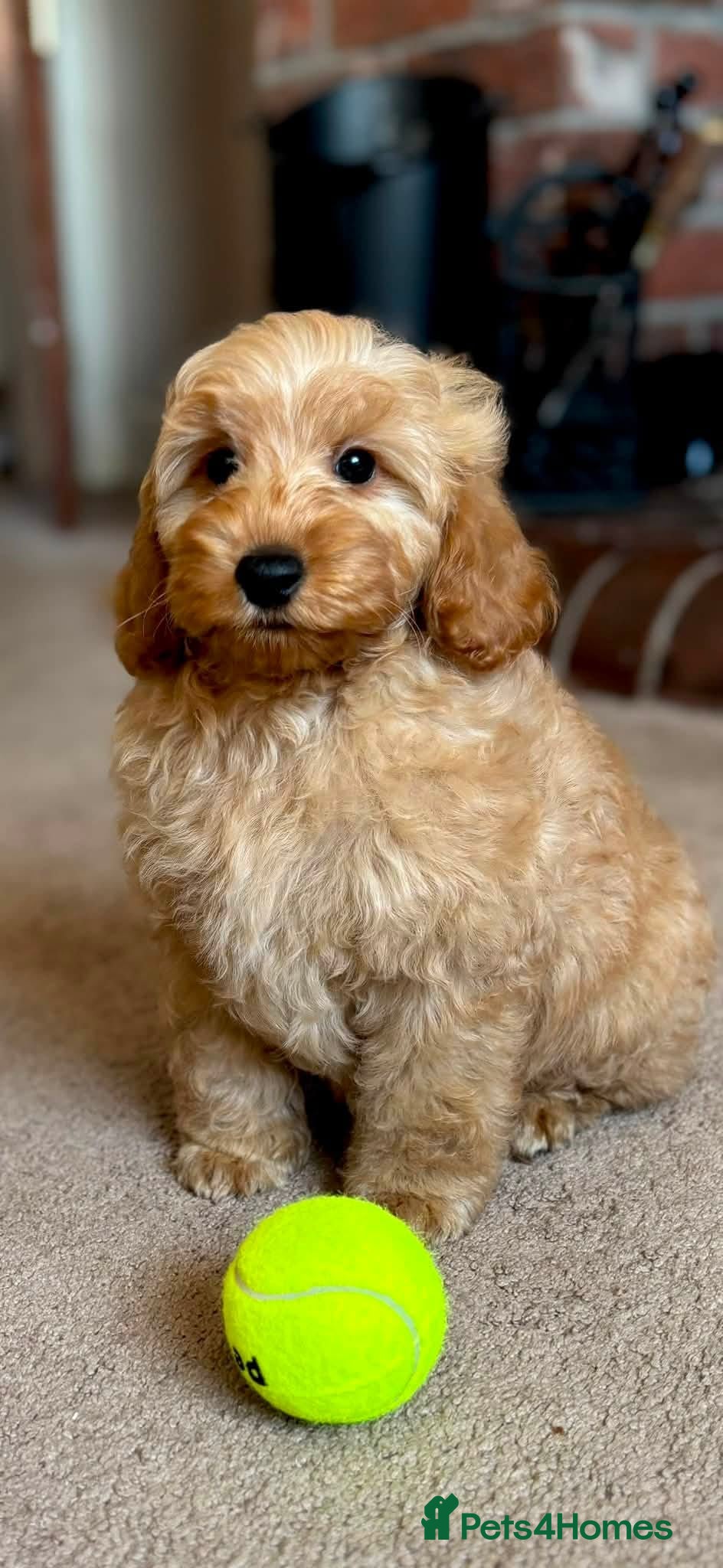 Cockapoo dogs F1b Teddy Bear Cockapoos Ready Now - Advert 1